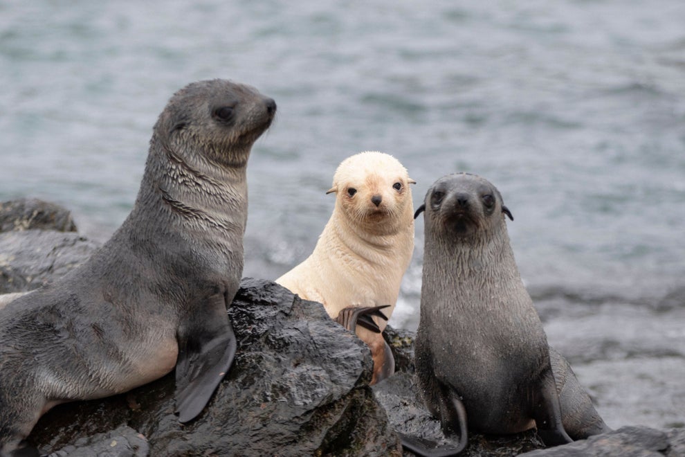 Animals In Different Colors Than Usual