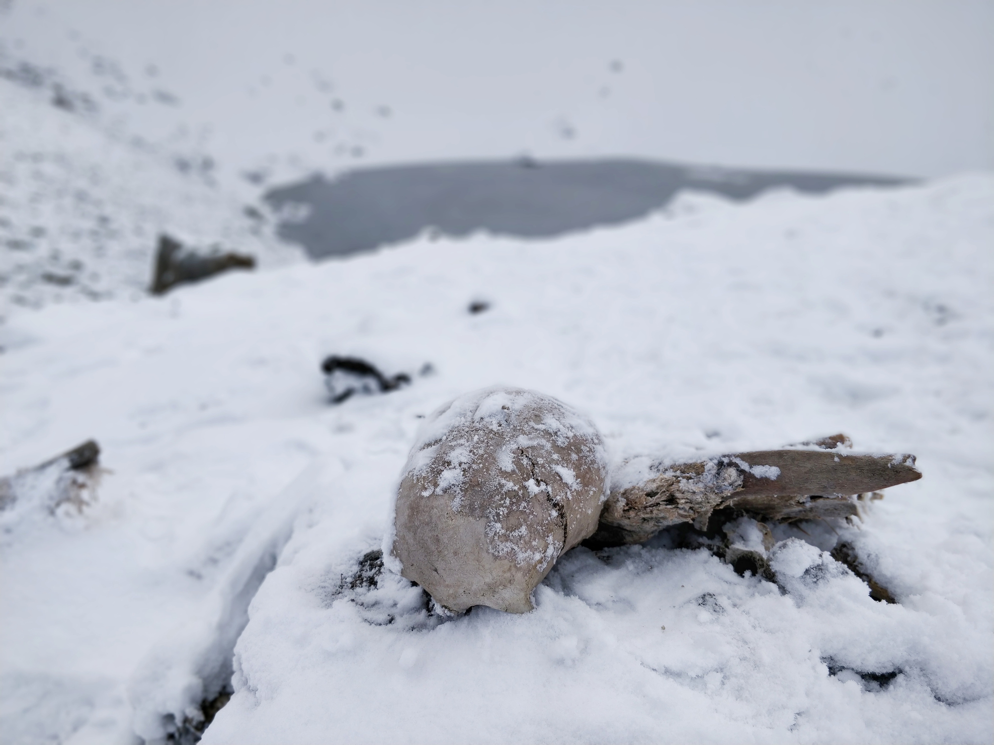 a skeleton covered in snow by the lake