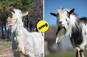 split frame of two goats