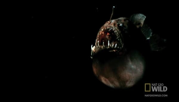 A deep sea fish with a large mouth with sharp teeth and a glowing antenna on its head
