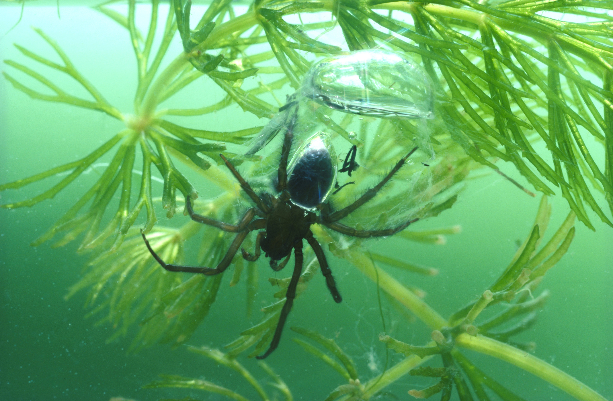 large spider underwater