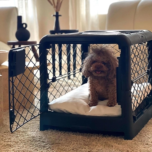 a puppy inside a crate lined with a pillow bed