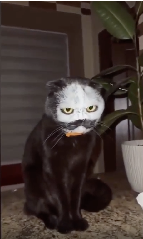 A cat with flour on its face