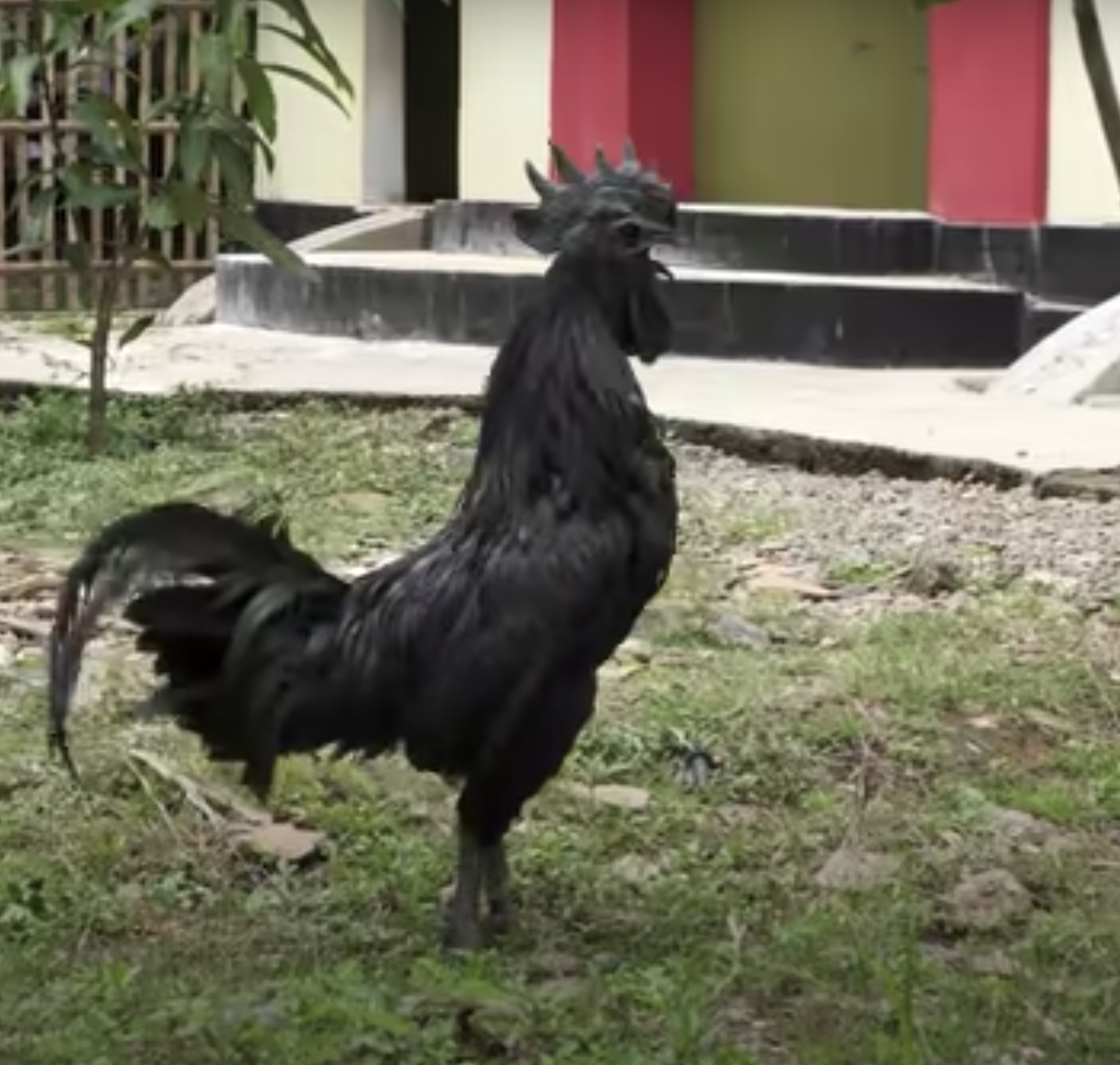 black rooster in field
