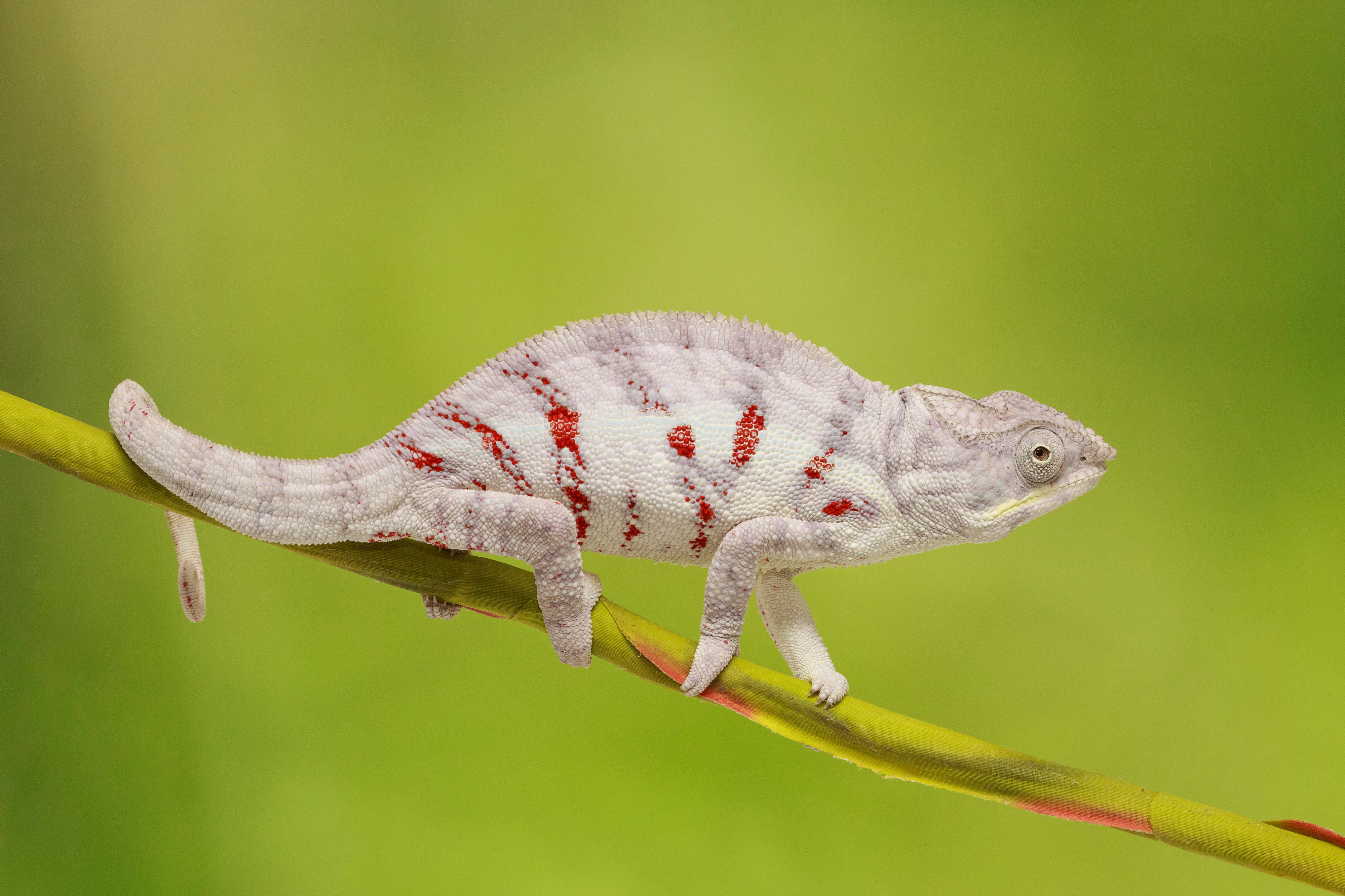 white and red chameleon on vine