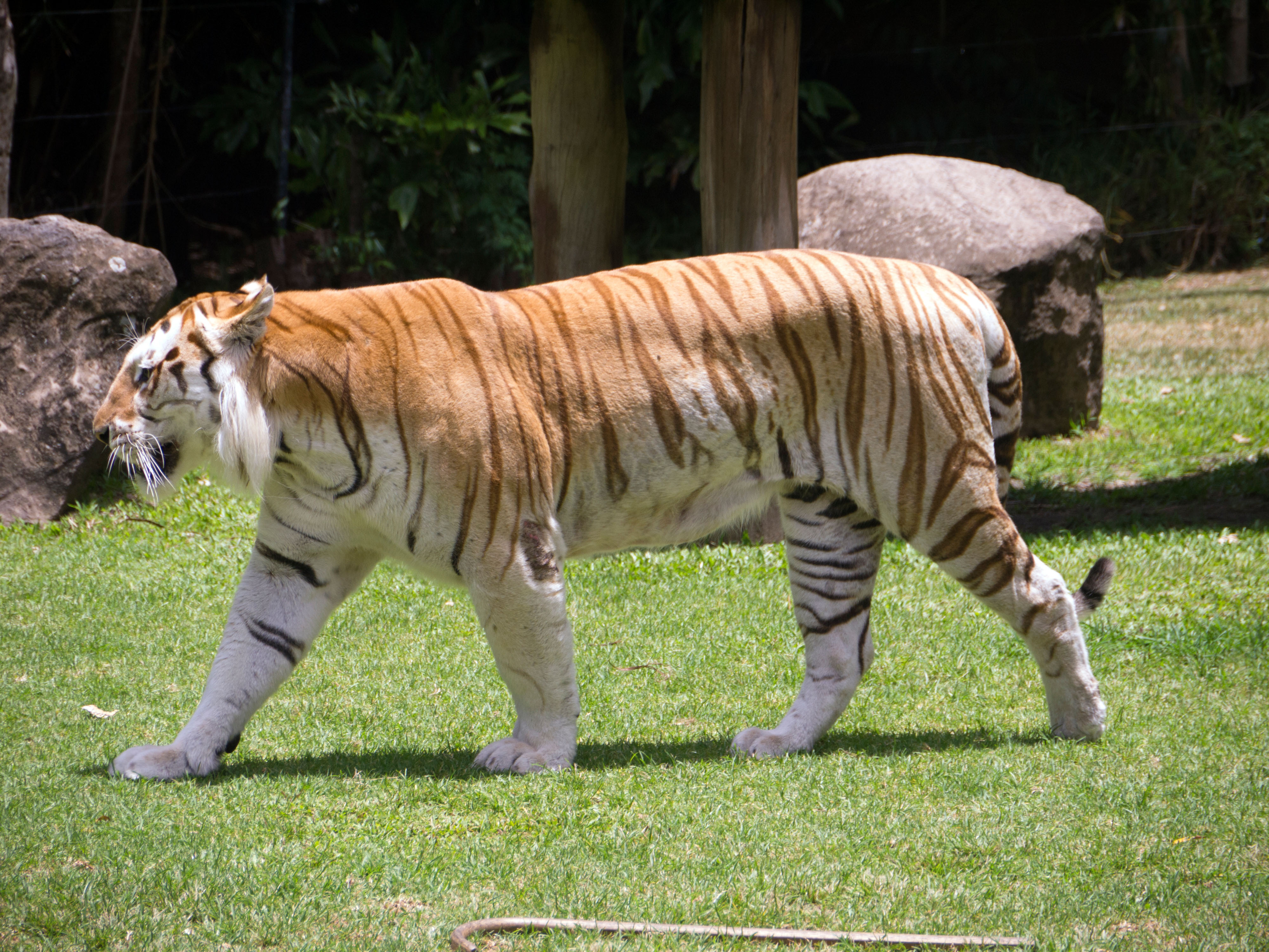 tiger with orange stripes instead of the traditional black stripes