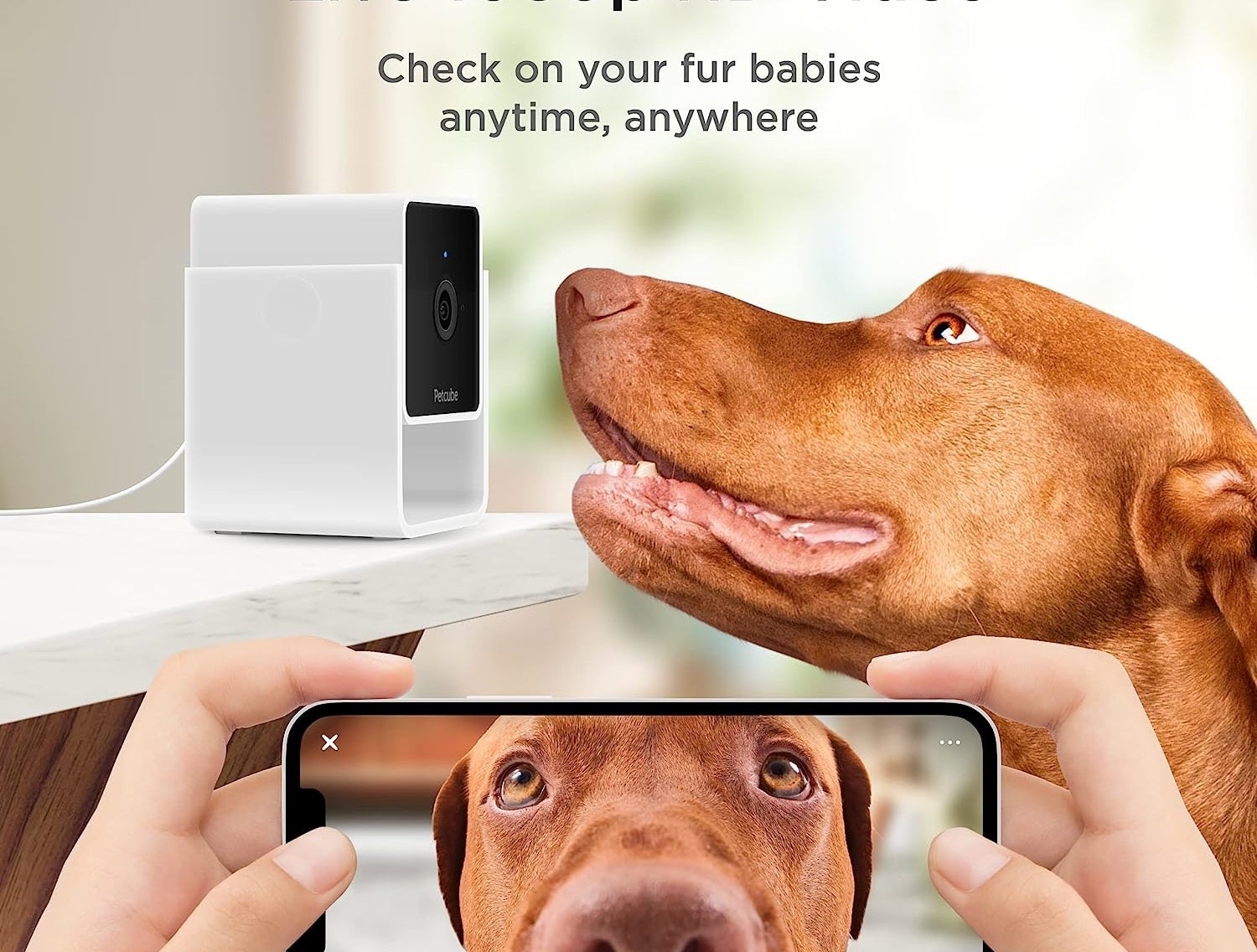 a petcube camera with a dog staring into it