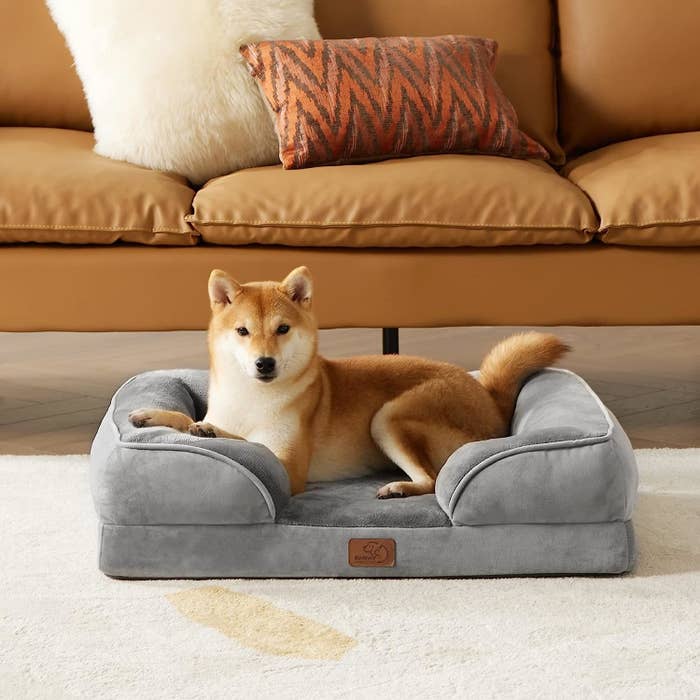 a shiba inu relaxing in a plush gray pet bed