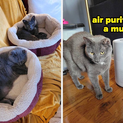 As A Mom To Two Cats, I Can't Live Without These 27 Pet Products