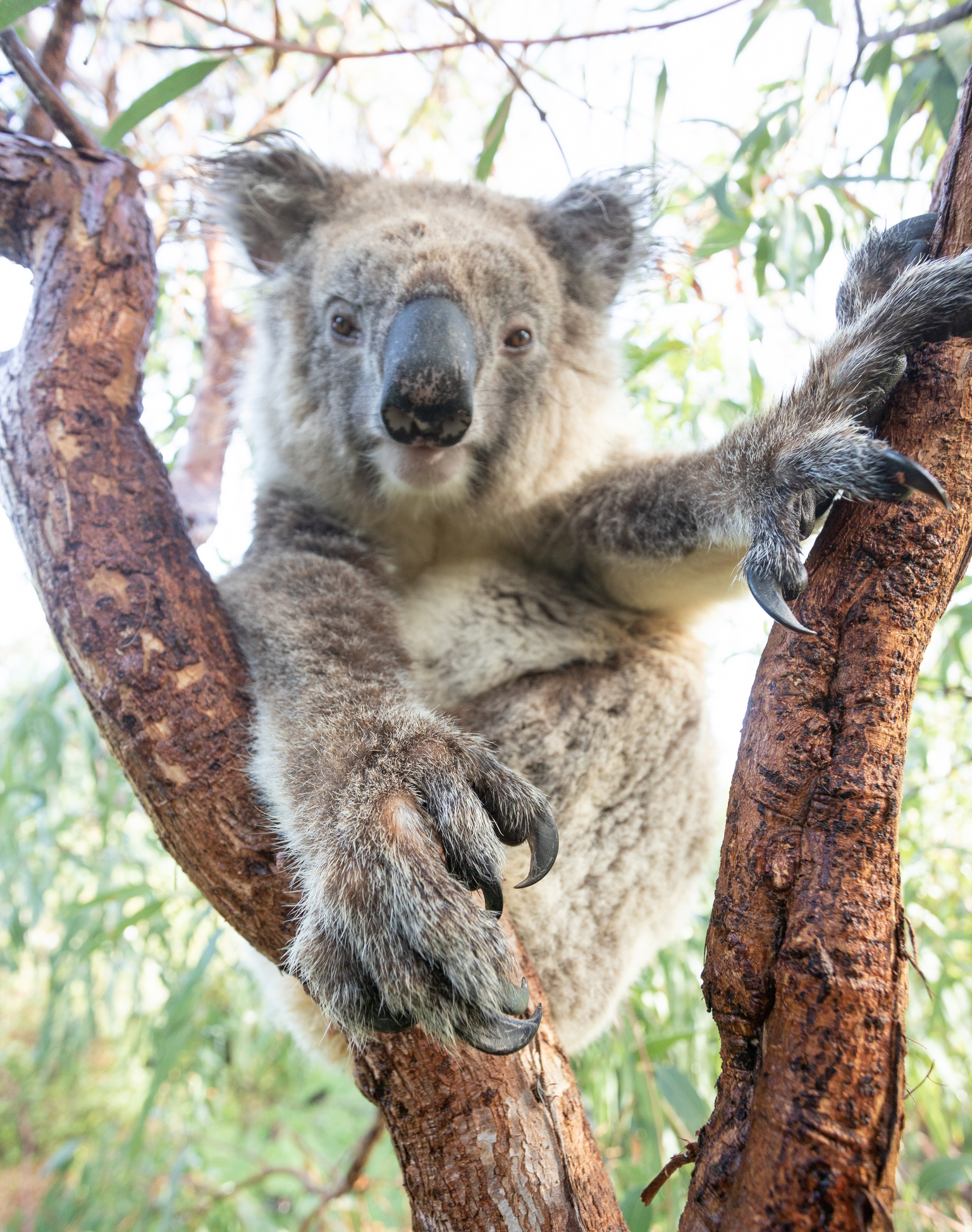 Koala with claws out. Australian Drop Bear from urban myths. Mikkira Koala Sanctuary. Eyre Peninsula. South Australia.