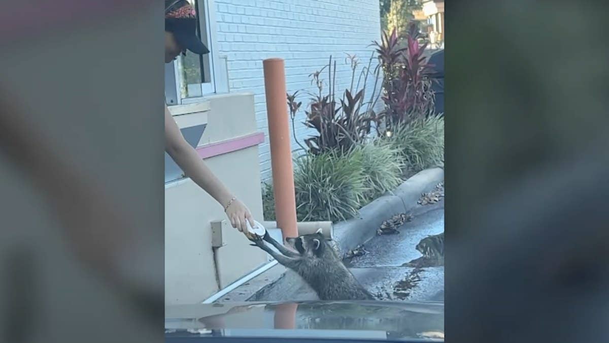 The raccoon walked up to the drive-thru window looking for a sweet snack.