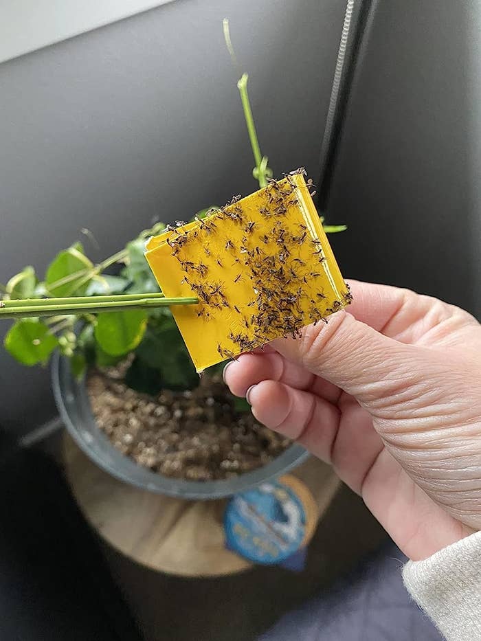 a reviewer photo of a hand holding the yellow sticky strip full of gnats in front of a potted plant
