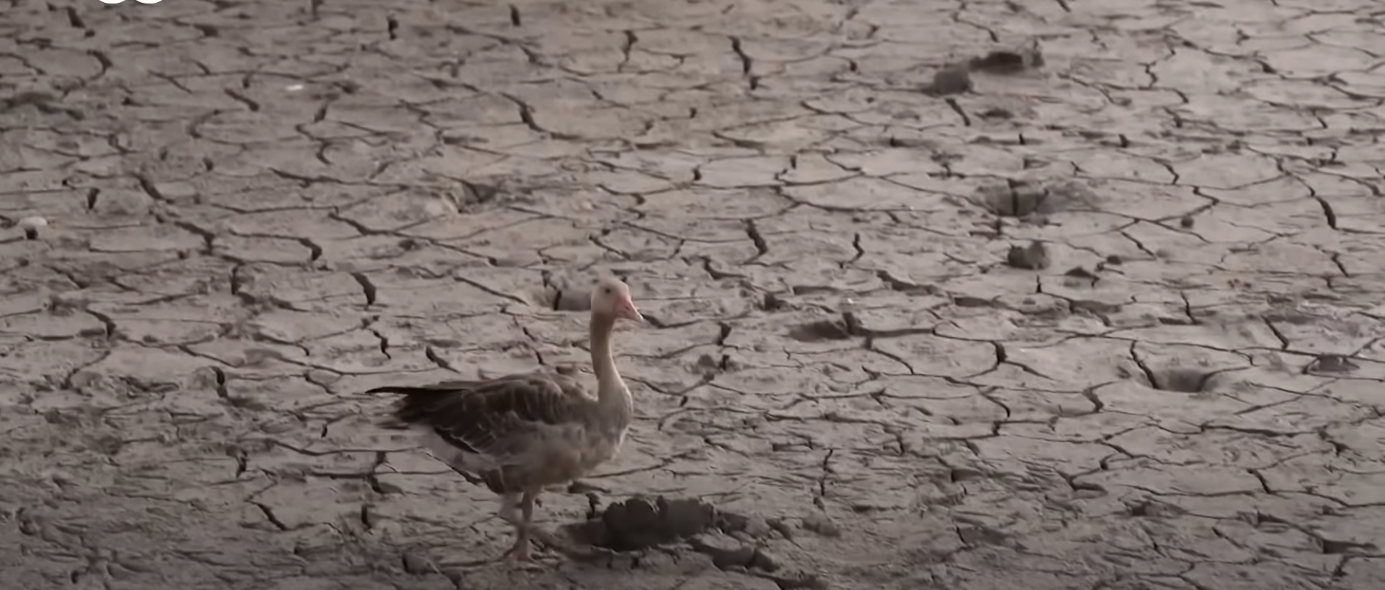 a duck walks on dried and cracked land