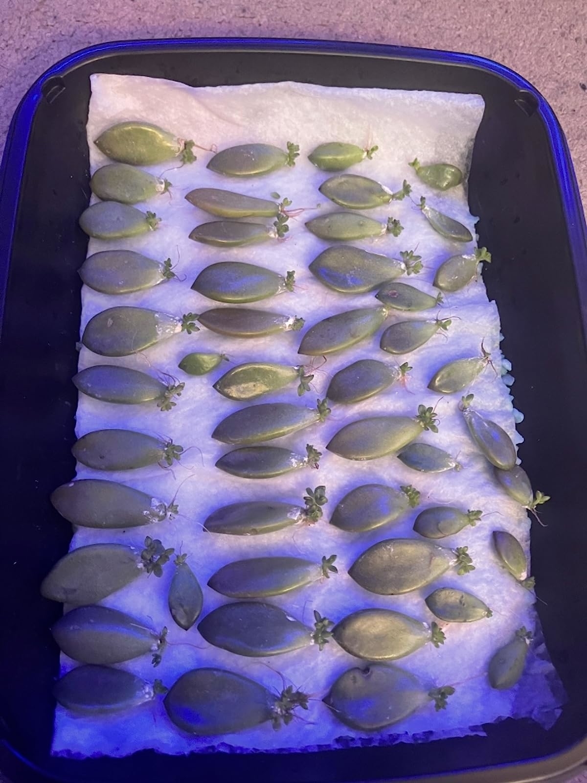 a reviewer photo of a tray of succulent leaves, each with buds coming out of the cut end