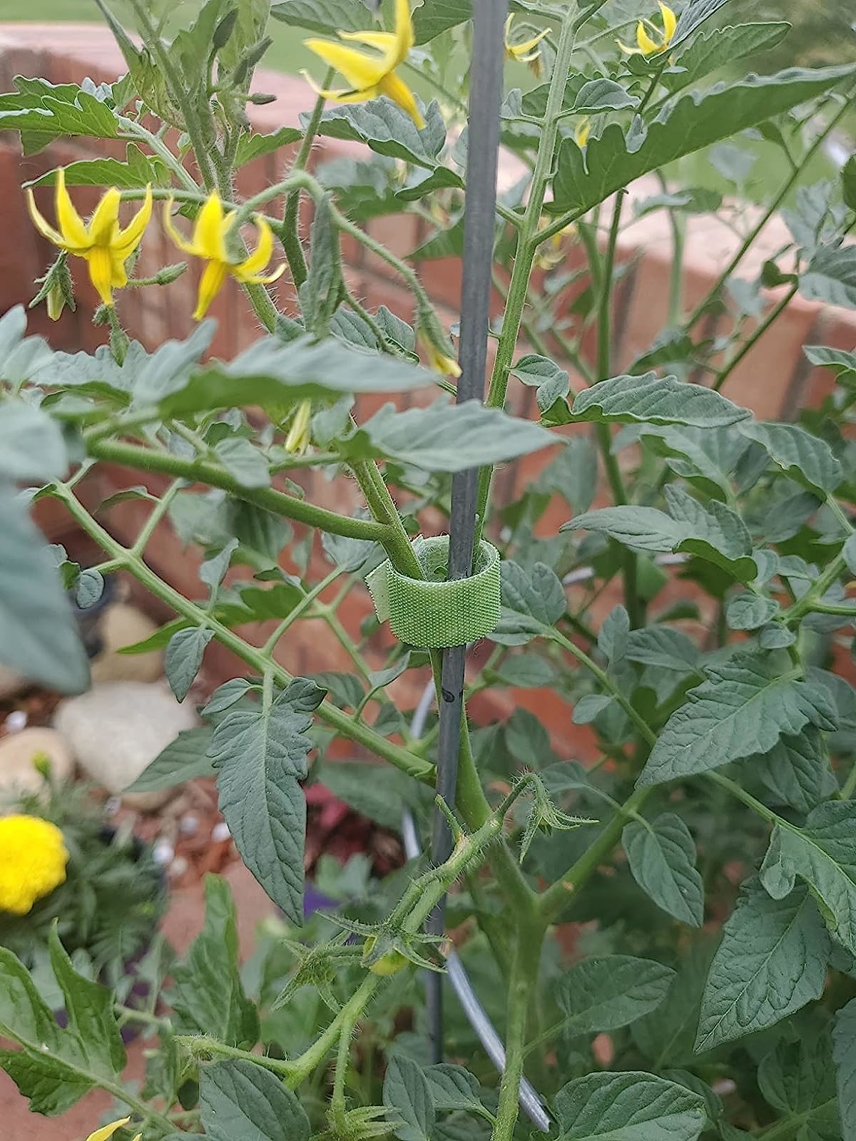 a reviewer photo of the green ties securing a tomato plant to a stake