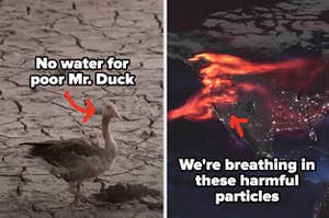 a duck on dried up land and a wave of red on a US map