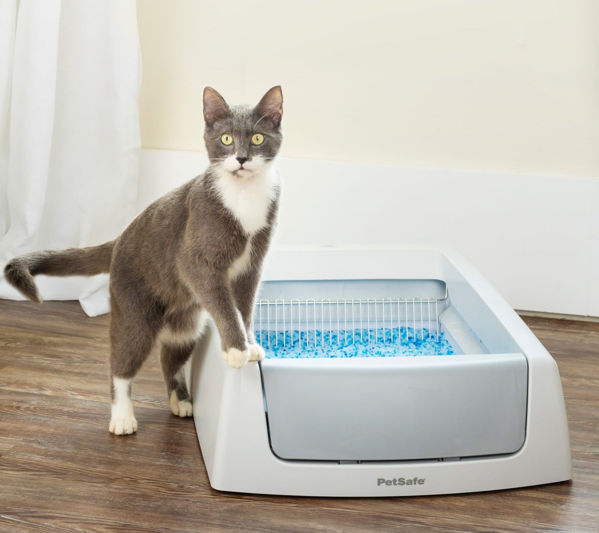 A cat with a self-cleaning litter box