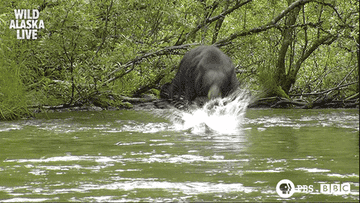 Black bear splashing in a river