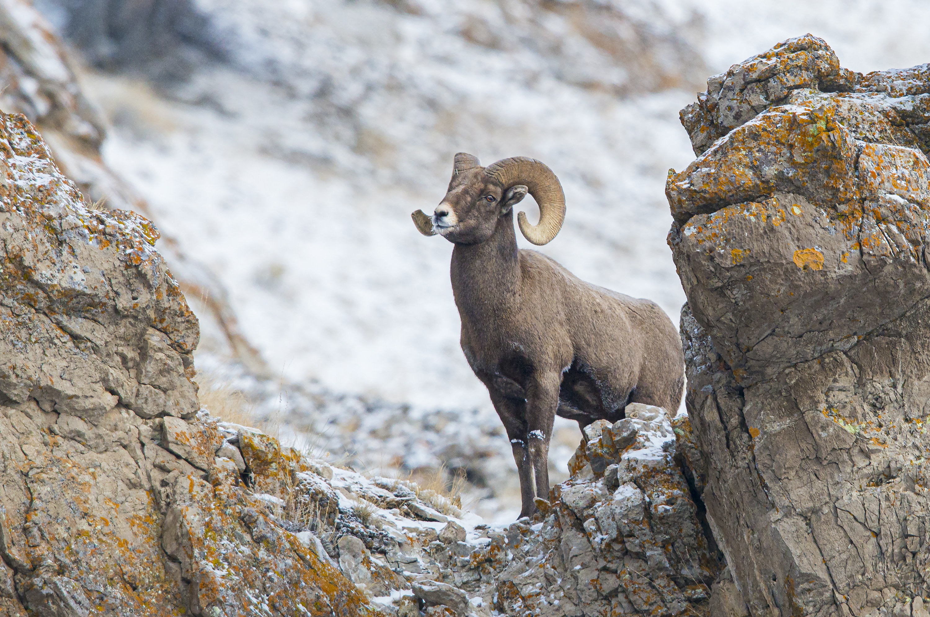 bighorn ram on the rocks at yellowstone