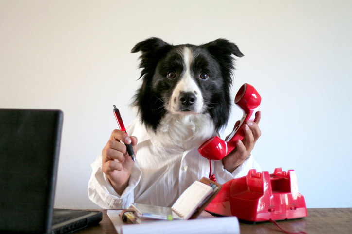 A dog holding a phone and pen