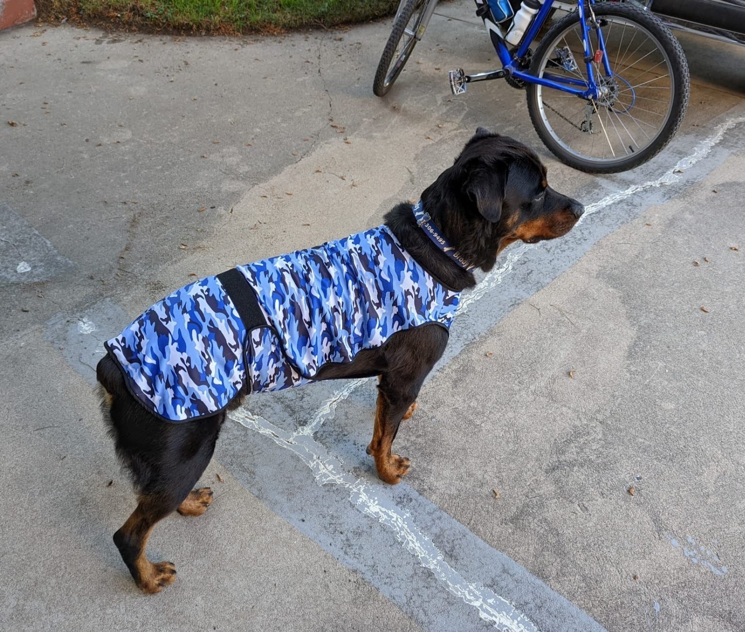 reviewer image of a Rottweiler in the blue camo cooling vest