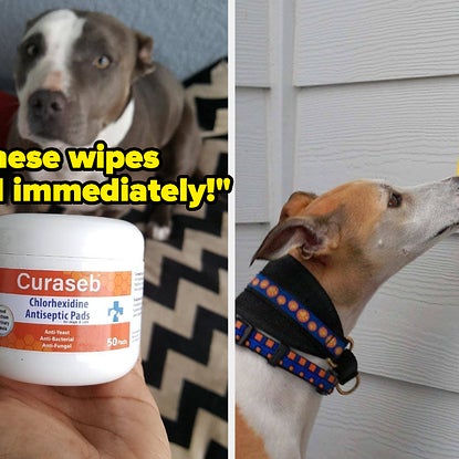 It's Getting Warm Out, Here Are 29 Things To Help Your Pet Cool Down