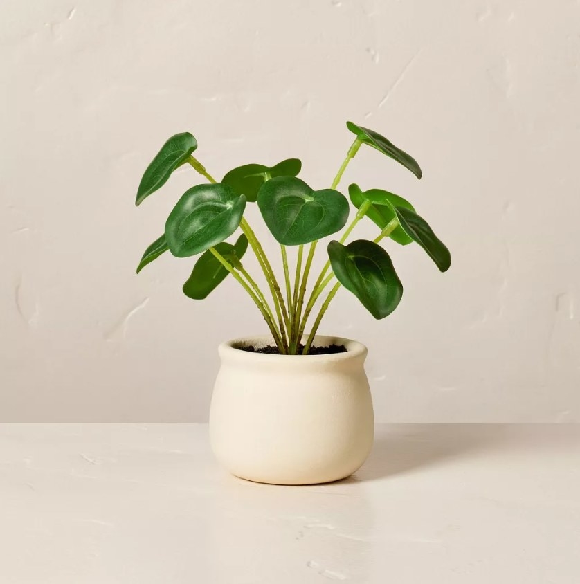 The Pilea plant on top of a table
