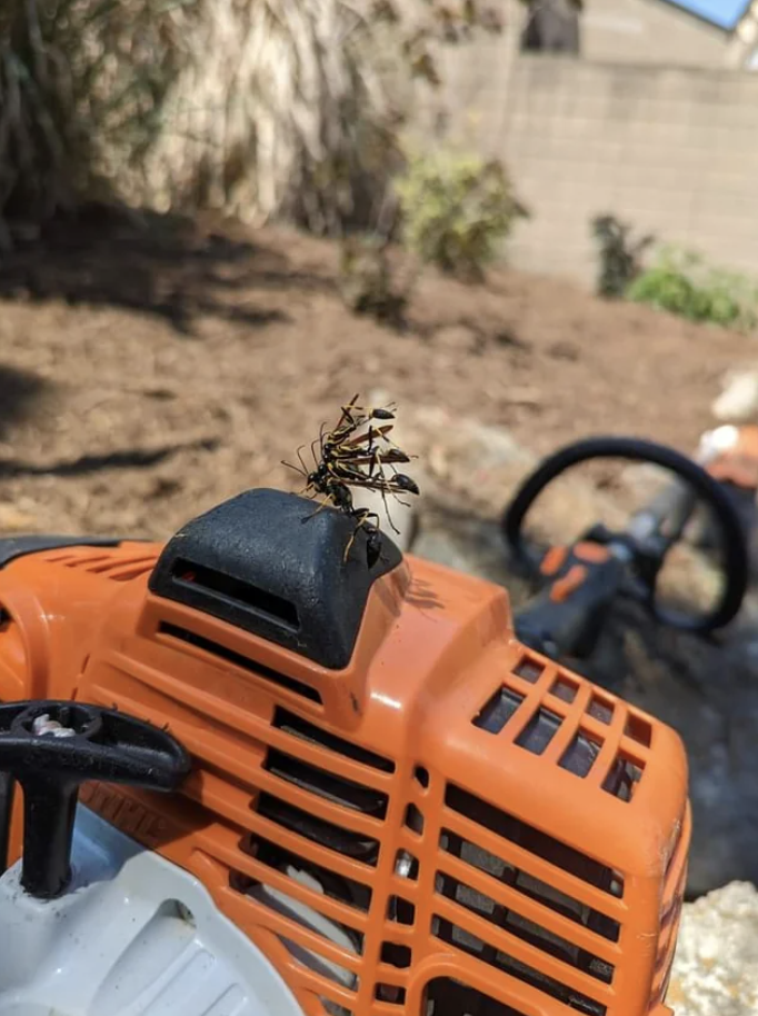 A stack of wasps on a lawn mower