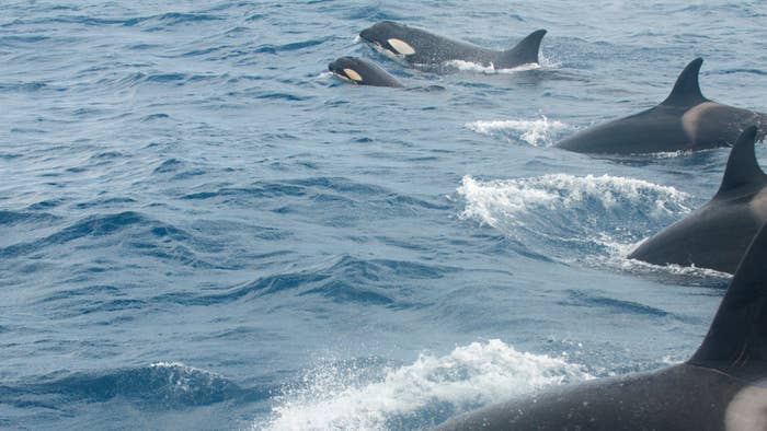 whales pictured enjoying themselves in water