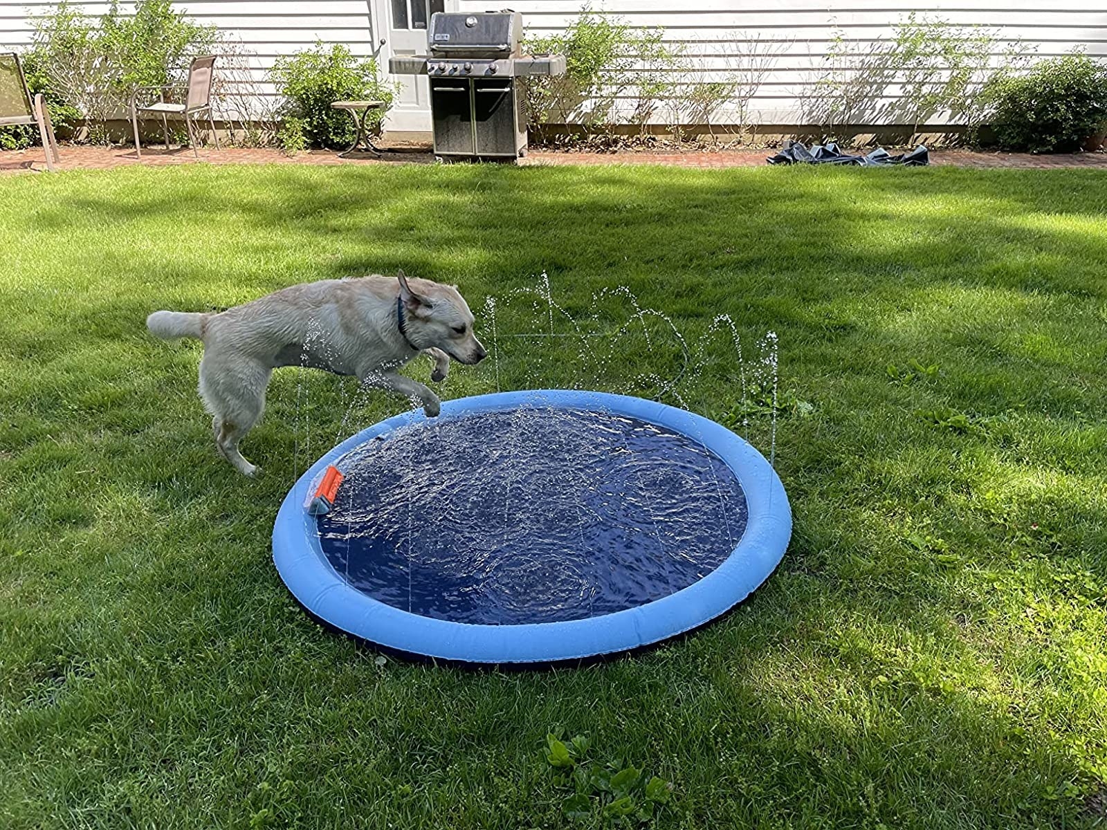 Reviewer image of their dog jumping into the splash pad