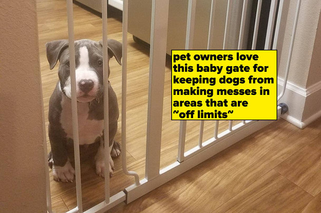 A puppy behind the baby gate