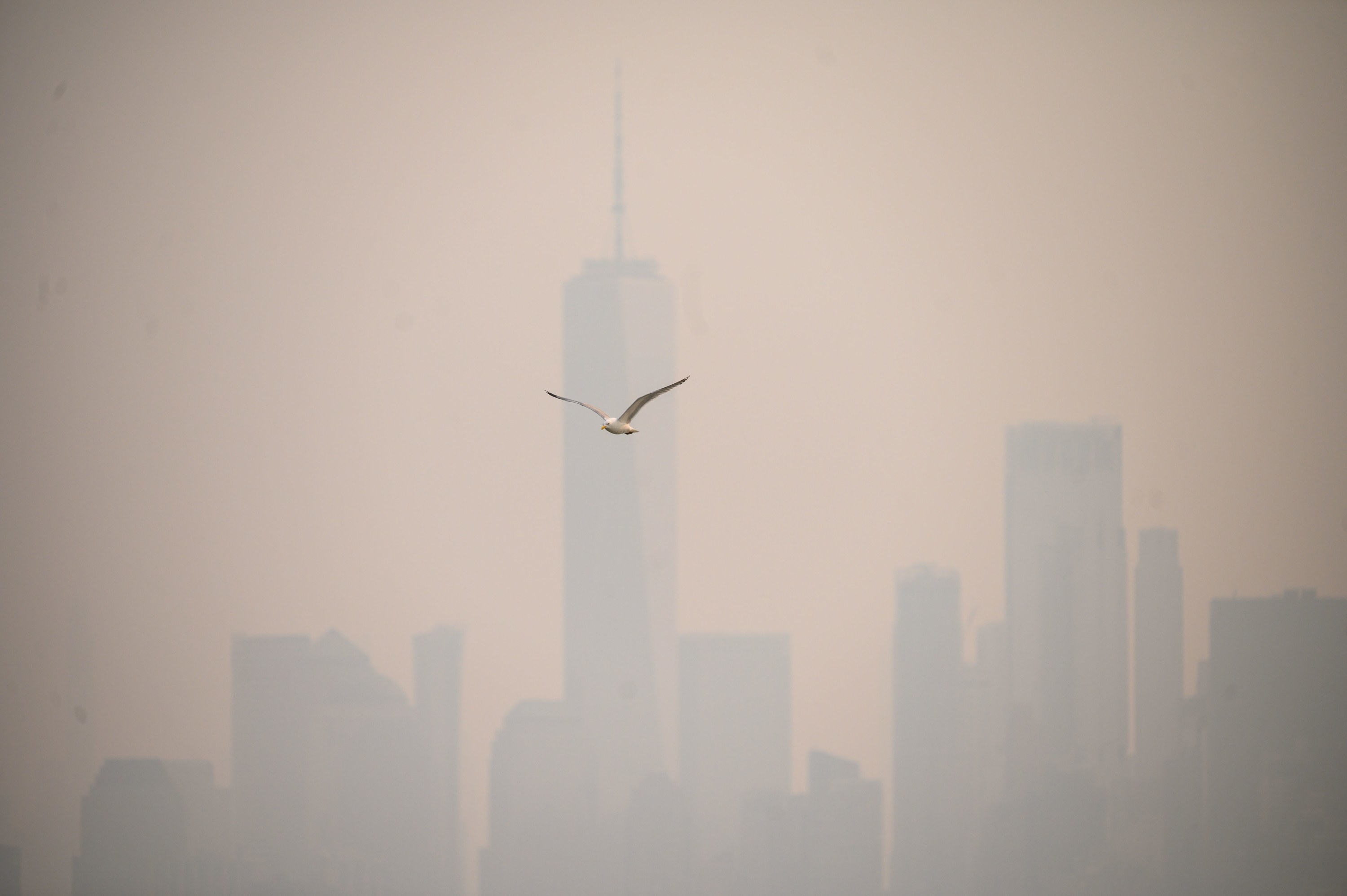 A bird flying in front of a barely visible Manhattan skyline