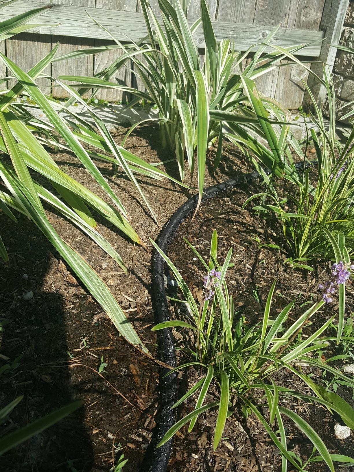 Reviewer&#x27;s photo of the soaker hose in their garden
