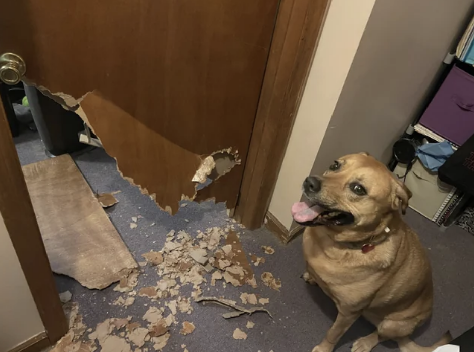 dog ate half of the door