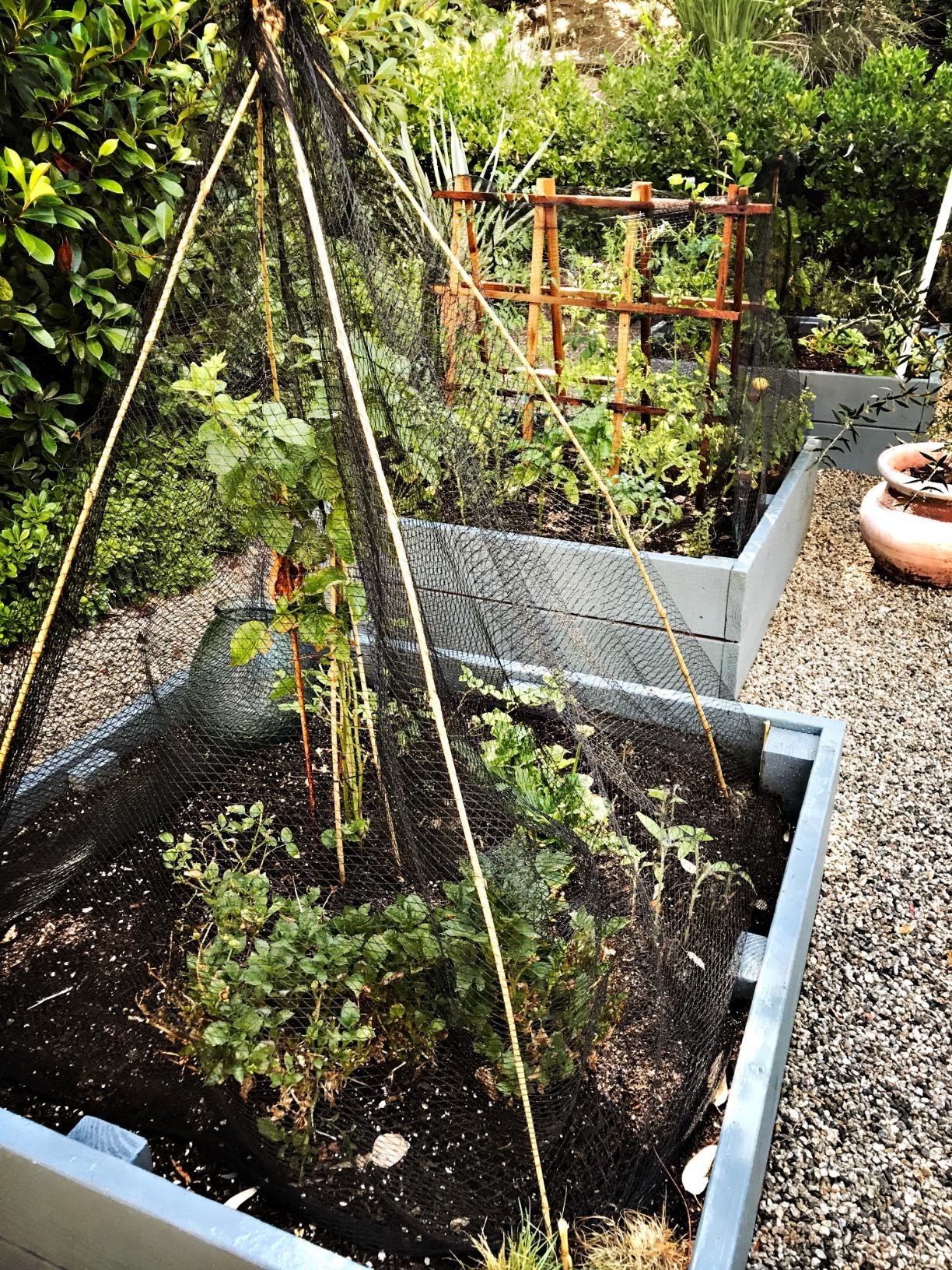 Reviewer&#x27;s photo of netting arranged over a pyramid-shaped frame in a raised garden bed