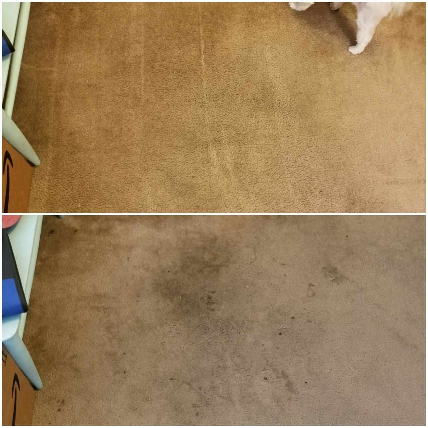 Reviewer image showing their dirty carpet and clean carpet after using the spray