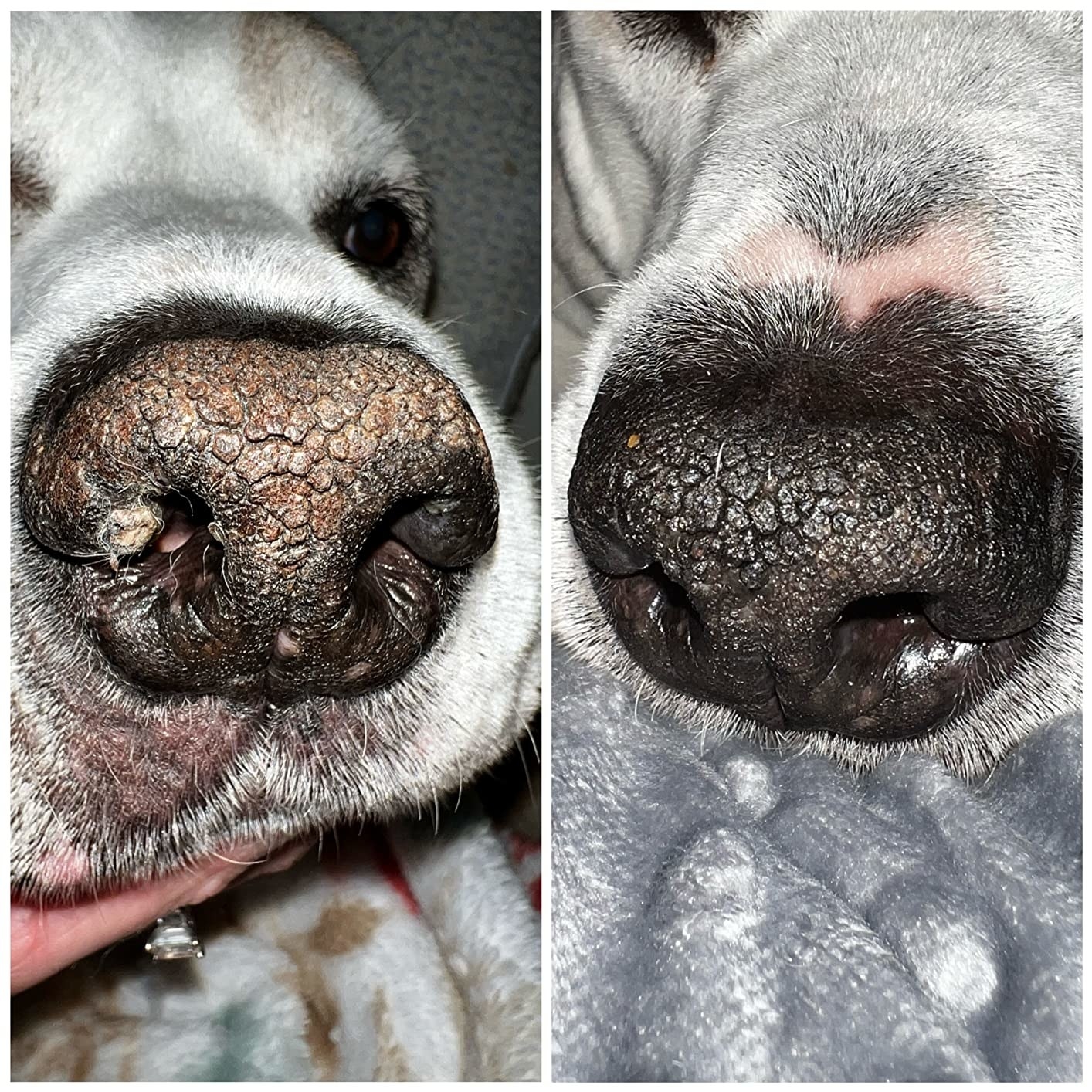 Reviewer showing their dog&#x27;s nose before and after using the snout soother