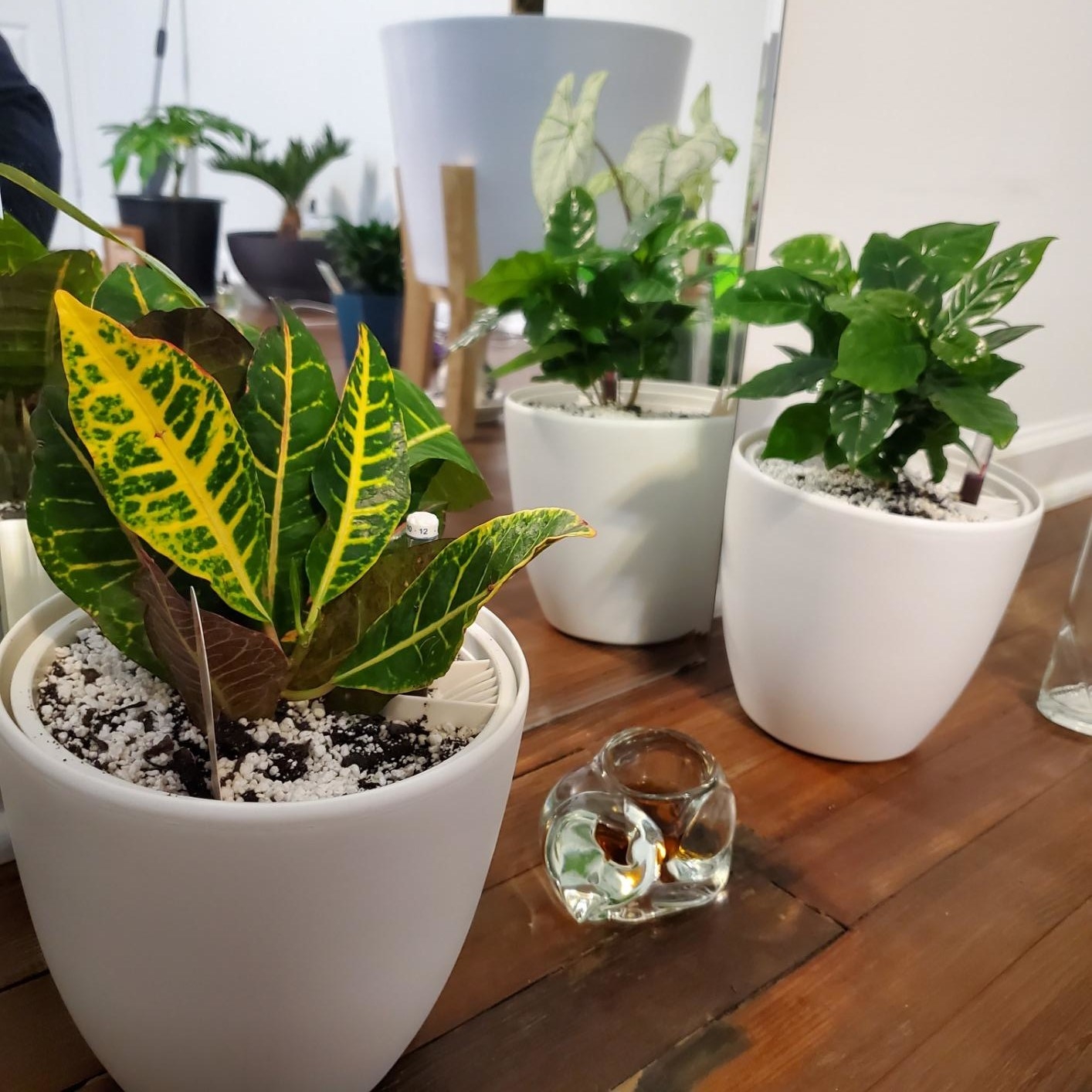 Reviewer&#x27;s photo of the self-watering planters in the color White with green, leafy plants inside
