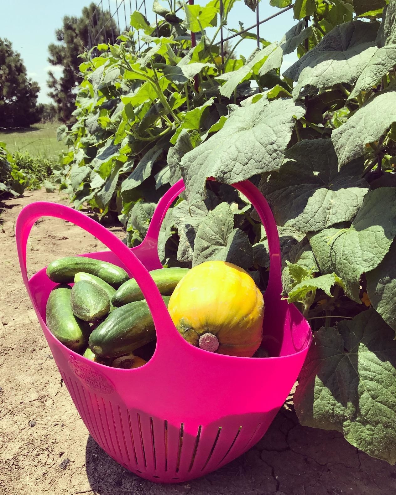 Reviewer&#x27;s photo of the gathering tote in the color Pink, full of zucchinis and yellow squash