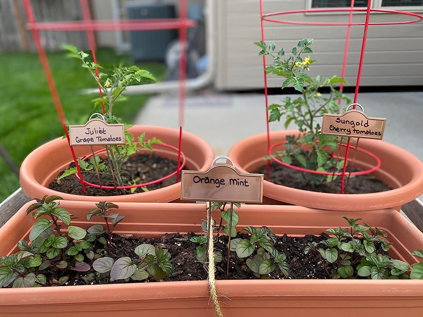 Reviewer&#x27;s photo of the plant label in three pots, reading Juliet Grape Tomatoes, Orange Mint, and Sungold Cherry Tomatoes