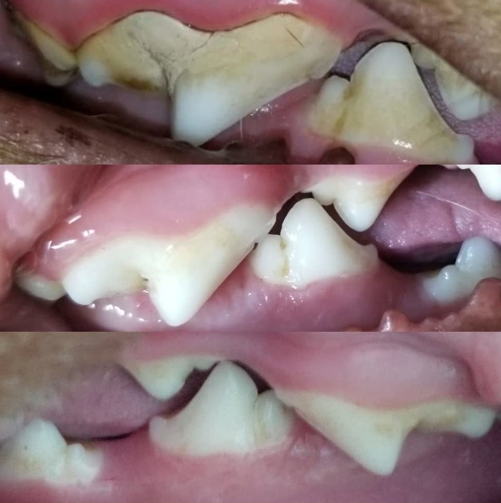 Reviewer image showing the improvement in their dog&#x27;s teeth after using the product