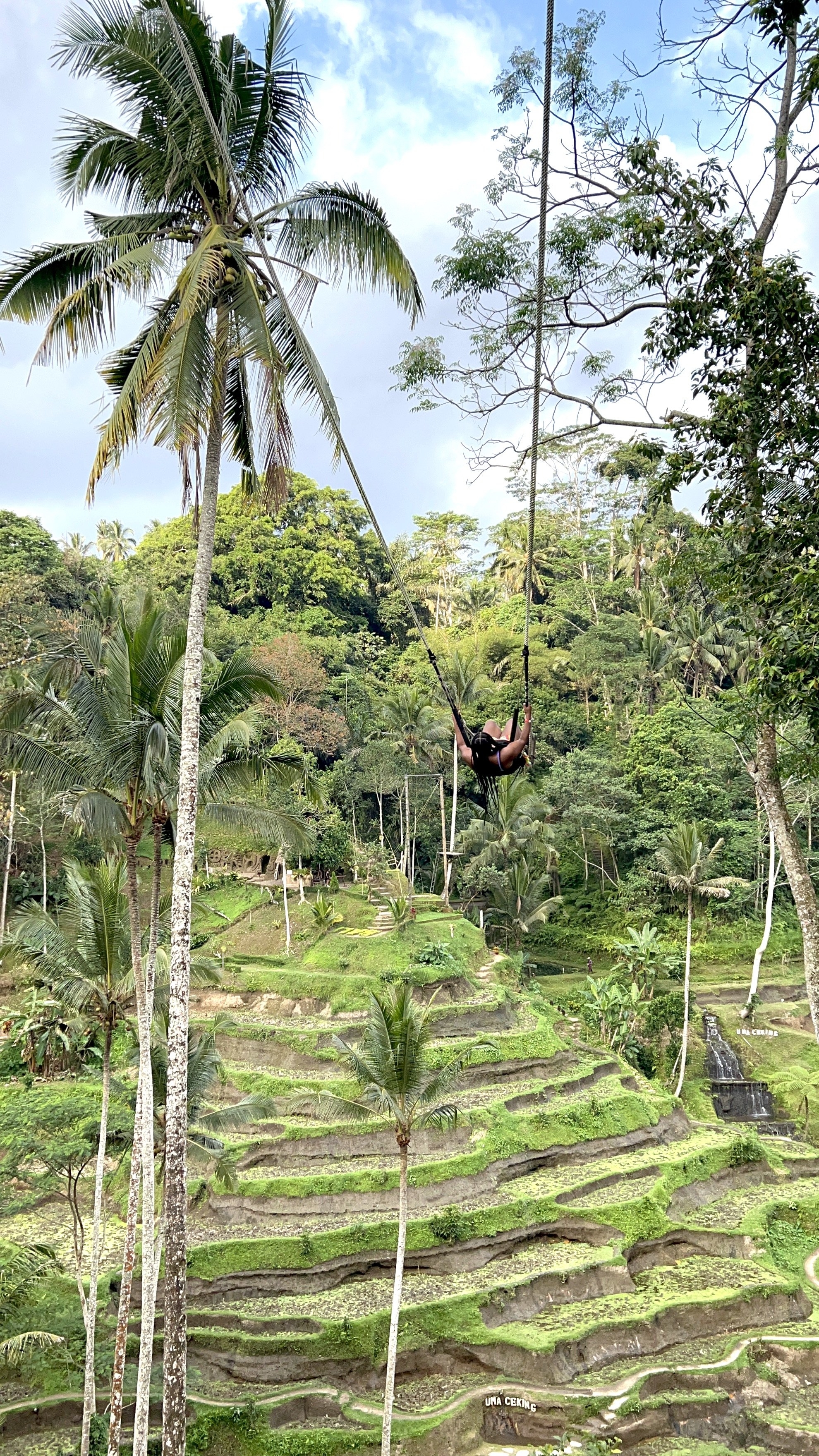 一个女孩(我)在巨大的丛林摇摆摇摆在巴厘岛稻田