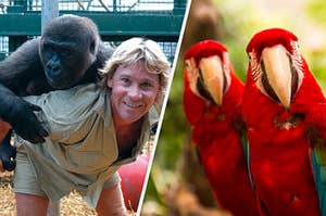 Steve Irwin holding a gorilla and two parrots staring at camera.