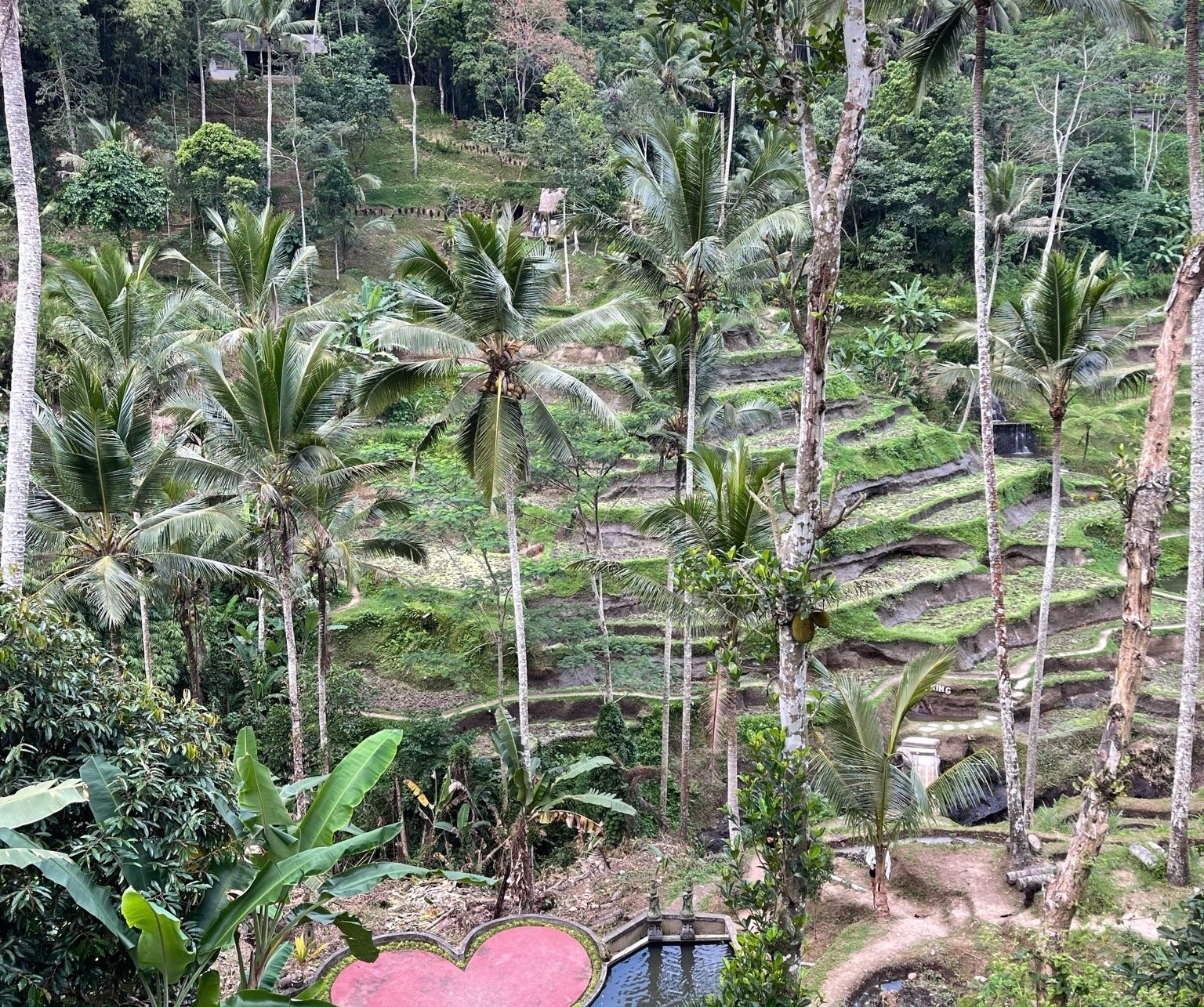 rice fields surrounding this small pond with a heart carved into it