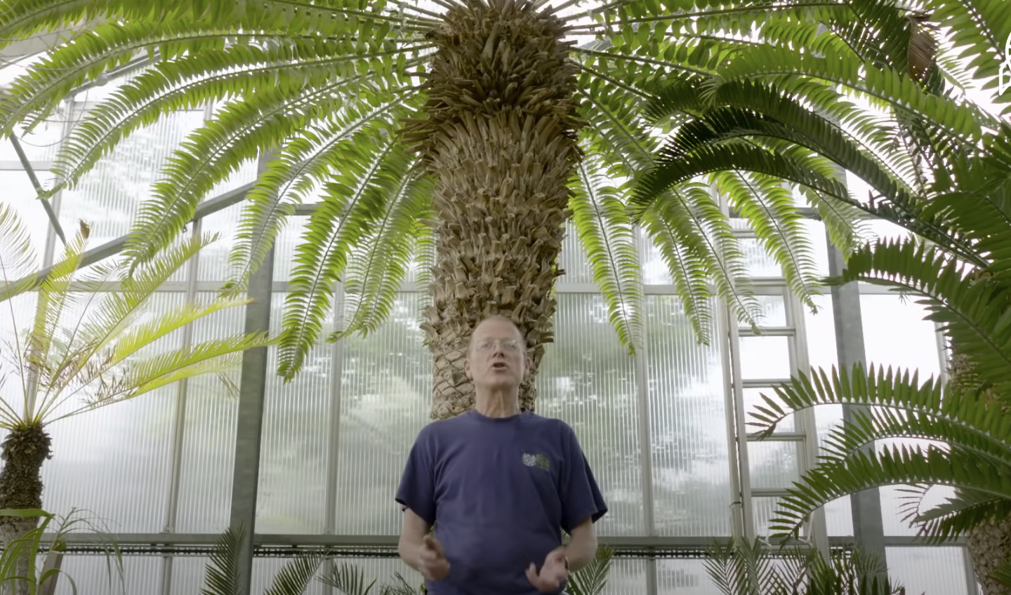 man standing in front of the tree that&#x27;s inside a green house