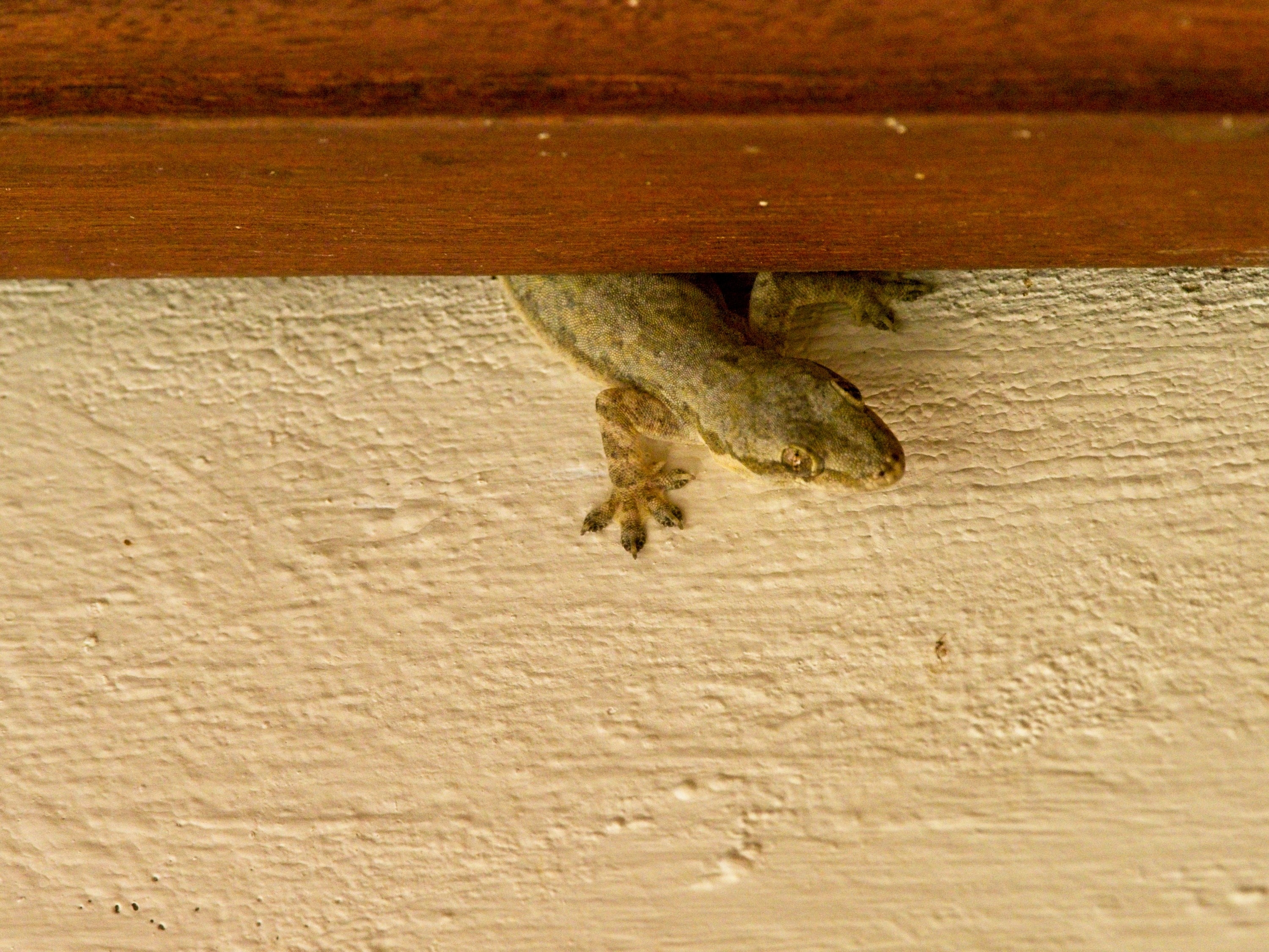 a common house gecko on the wall in Bali, Indonesia