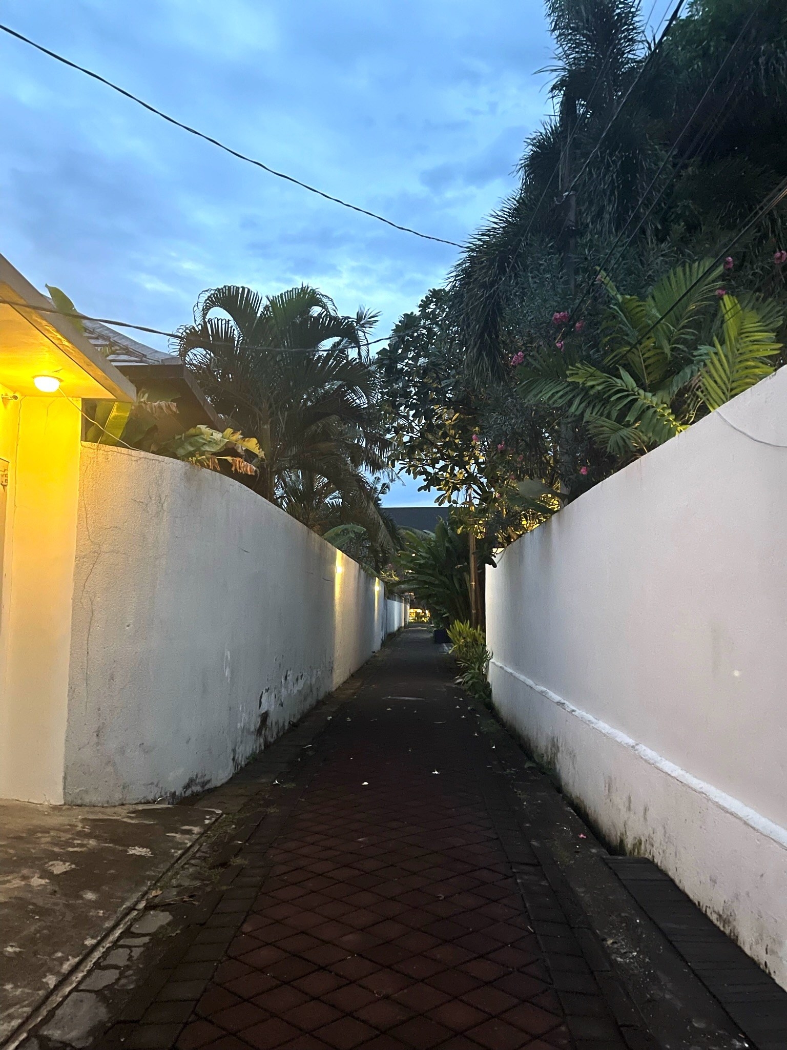 a long brick road lined with palm trees with white walls on the side