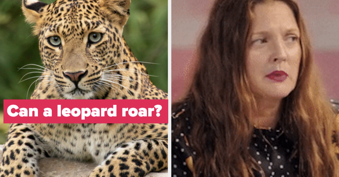 Kinda Hard Animal Trivia Quiz