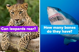 two separate images of a leopard and a shark