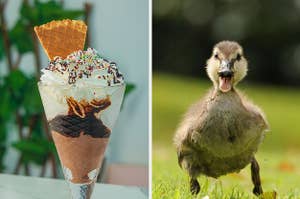 An ice cream sundae and a baby duck